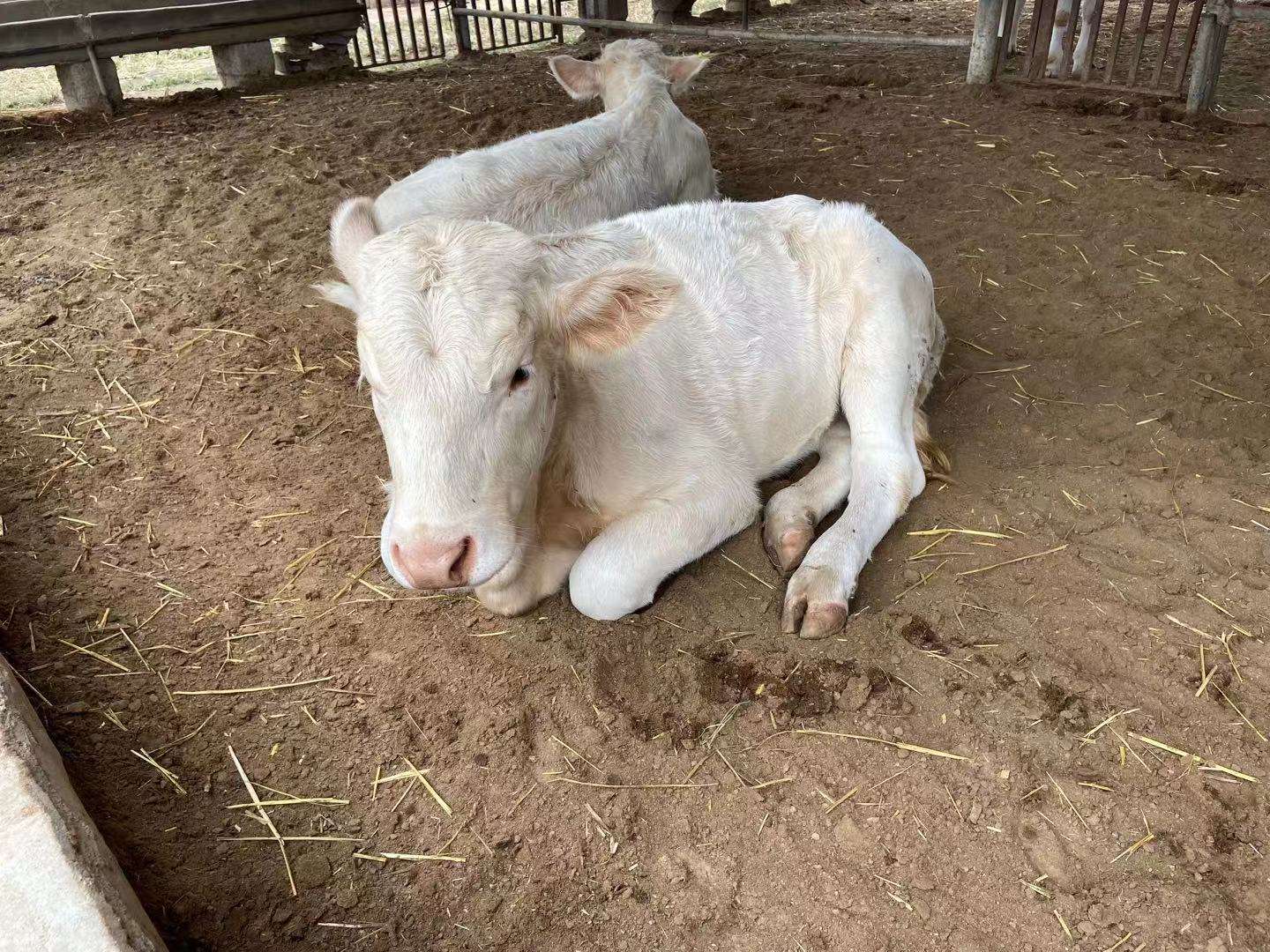 小牛出生后经常拉稀怎么回事,刚出生小牛突然拉稀怎么回事