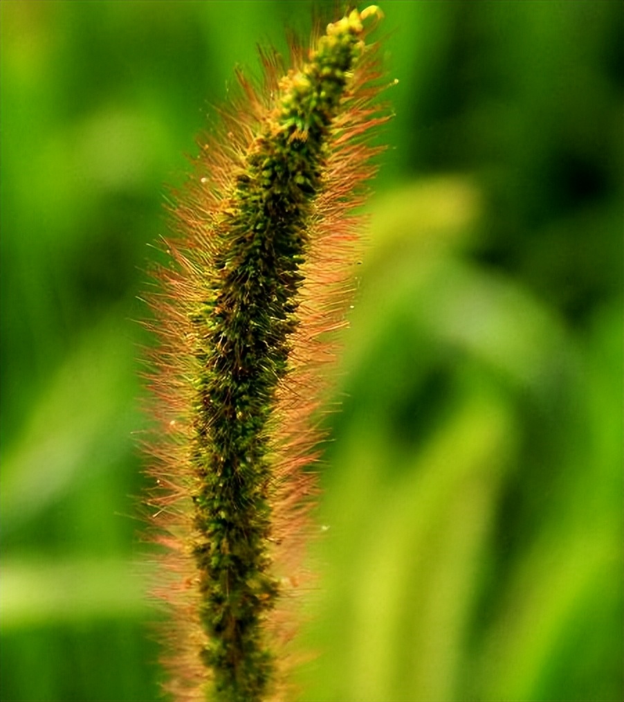 狗尾巴草哪部分可煮水喝,狗尾巴草煮水喝的功效及传说