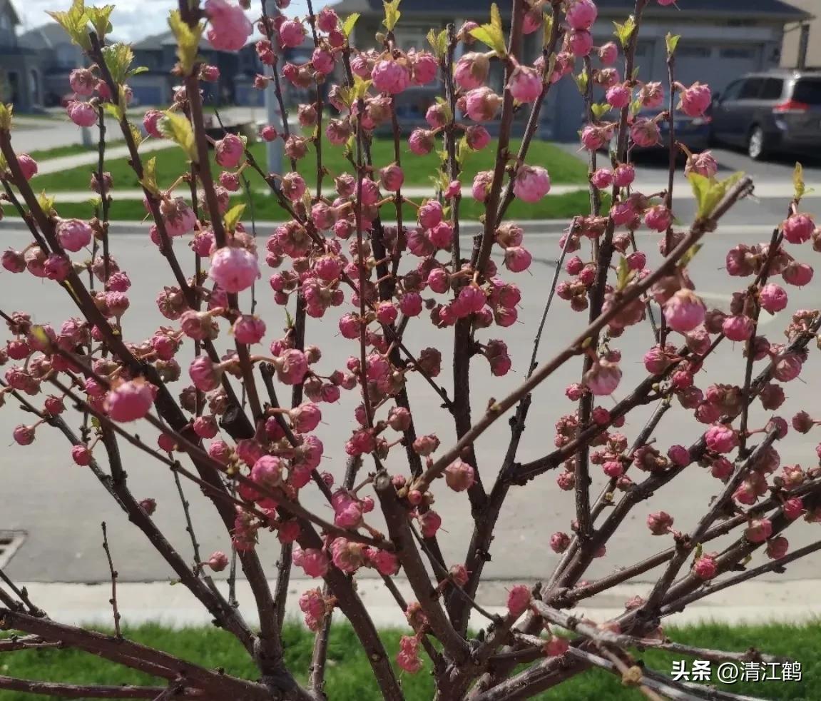 榆叶梅病害有哪些,榆叶梅的观赏特性有哪些呢