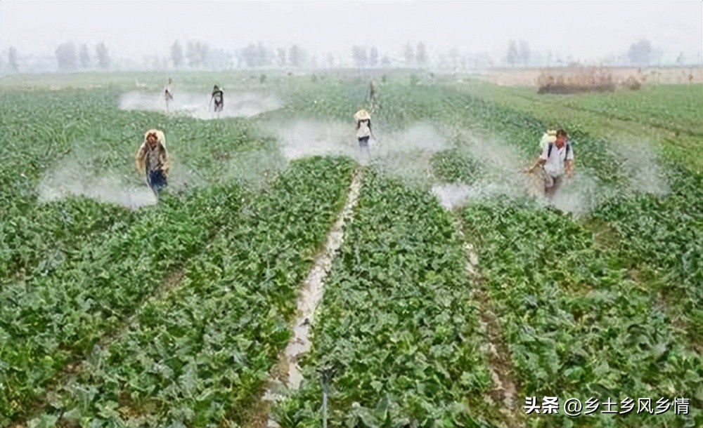 油菜多效唑打过量叶发黄怎么办,油菜喷多效唑会减产吗