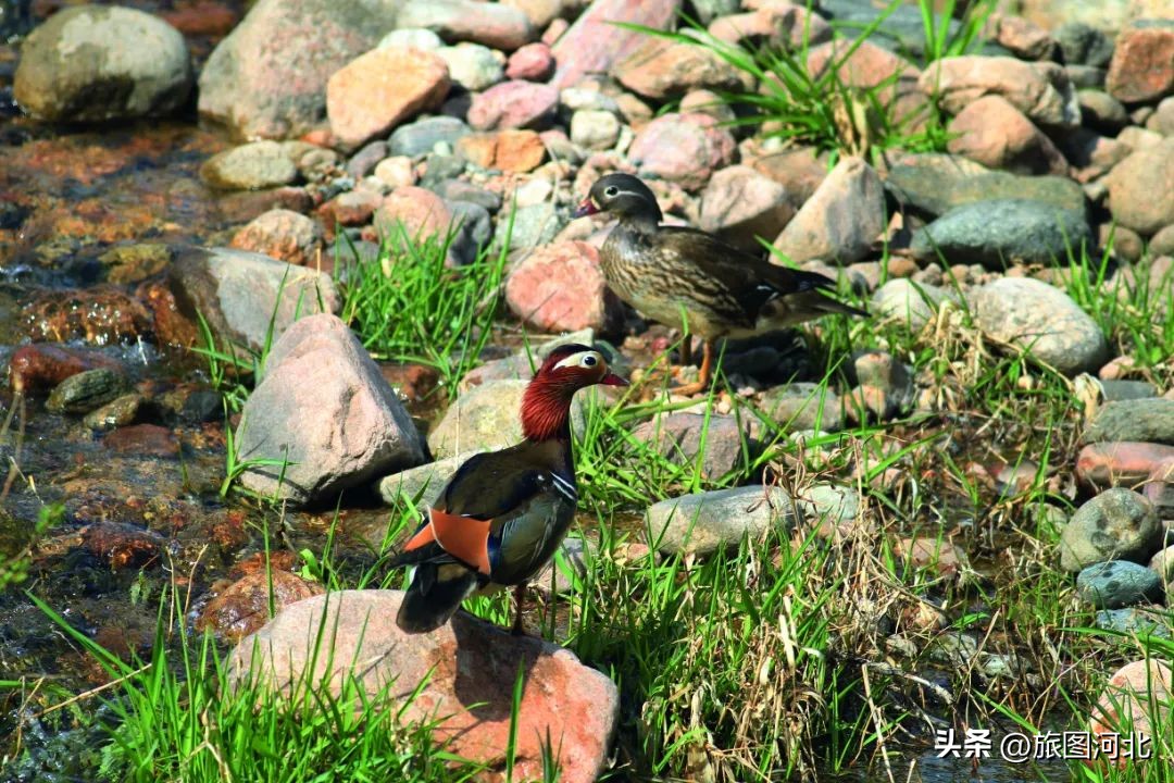 一起出发丨跟着“鸟王爷”去观鸟