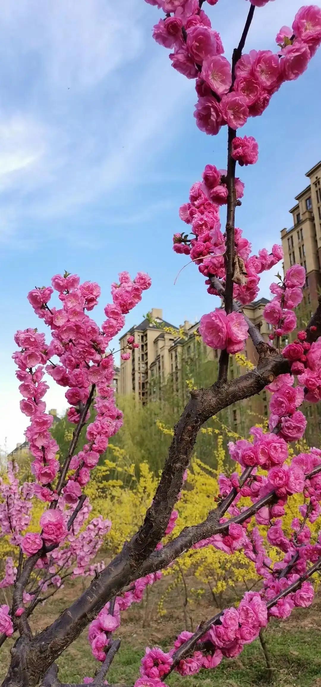 蝶恋花三首柳永晏殊,蝶恋花三首柳永晏殊苏轼
