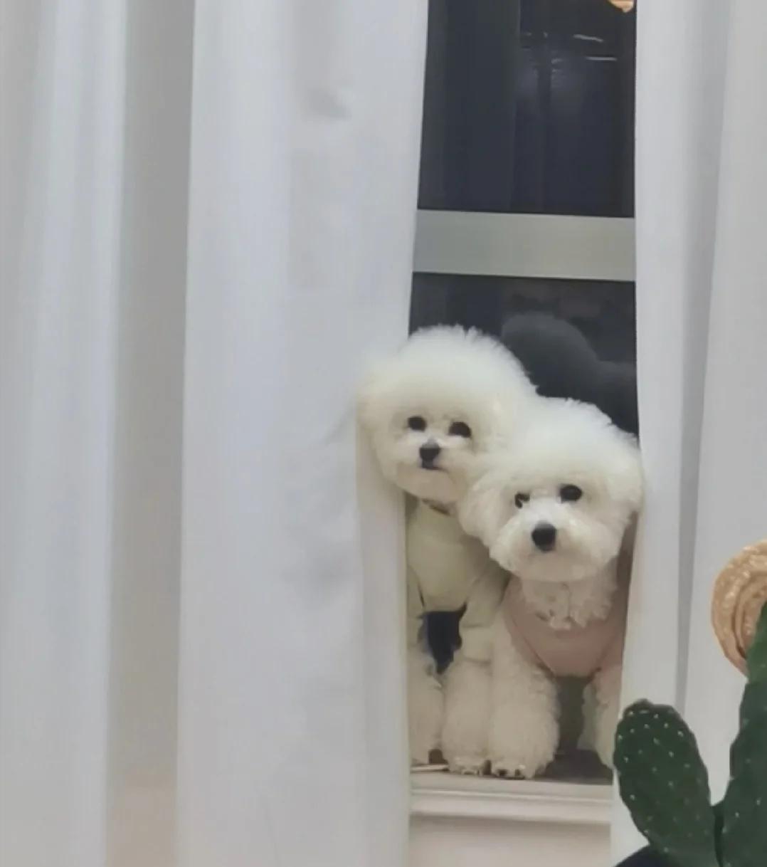 和明星撞脸的狗狗,撞脸明星的狗狗