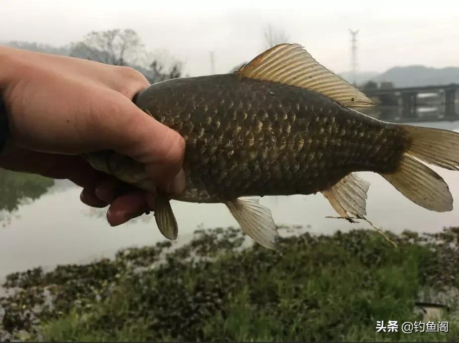 传统钓2两鱼用多大钩,传统钓两三两鲫鱼用多大钩