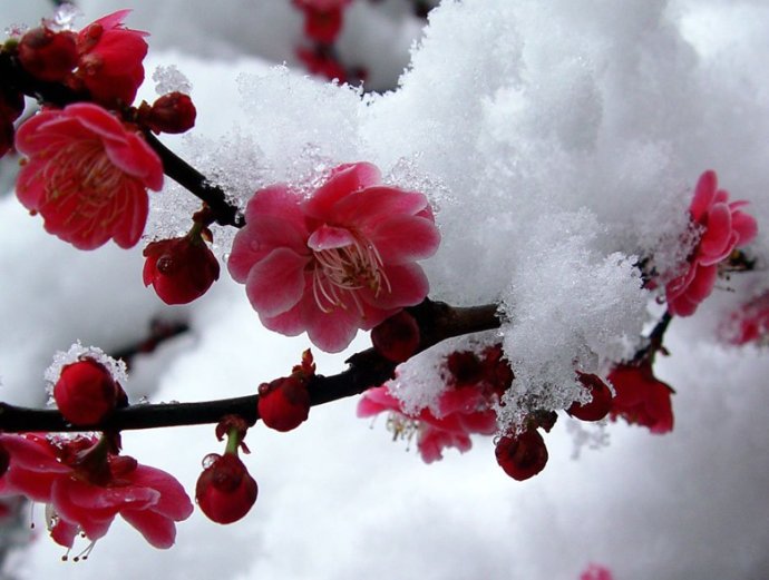 视觉盛宴五种赏花名花供您选择,春天十种最美的花介绍