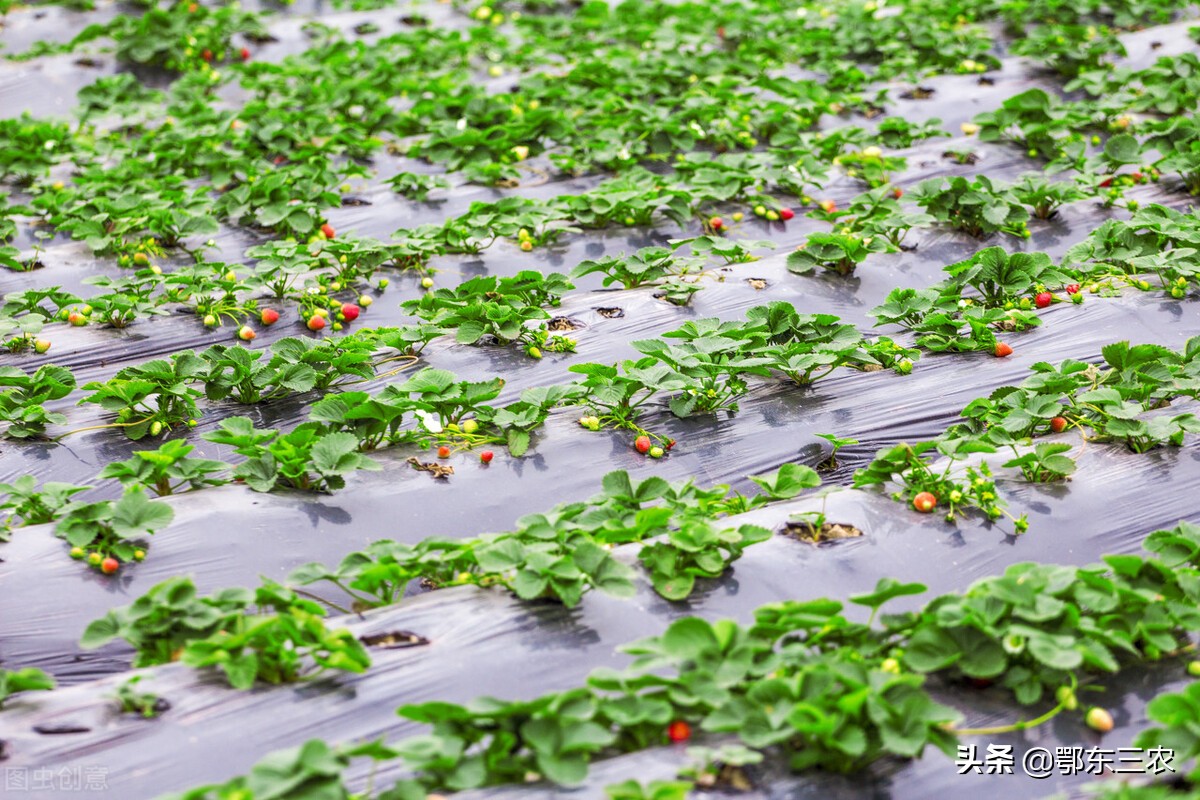 韩国草莓的价格,丹东草莓价格多少钱一斤