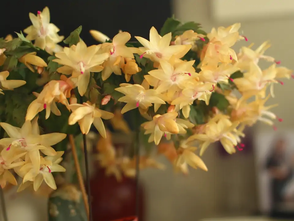 被水浇死的盆栽,容易浇死的植物