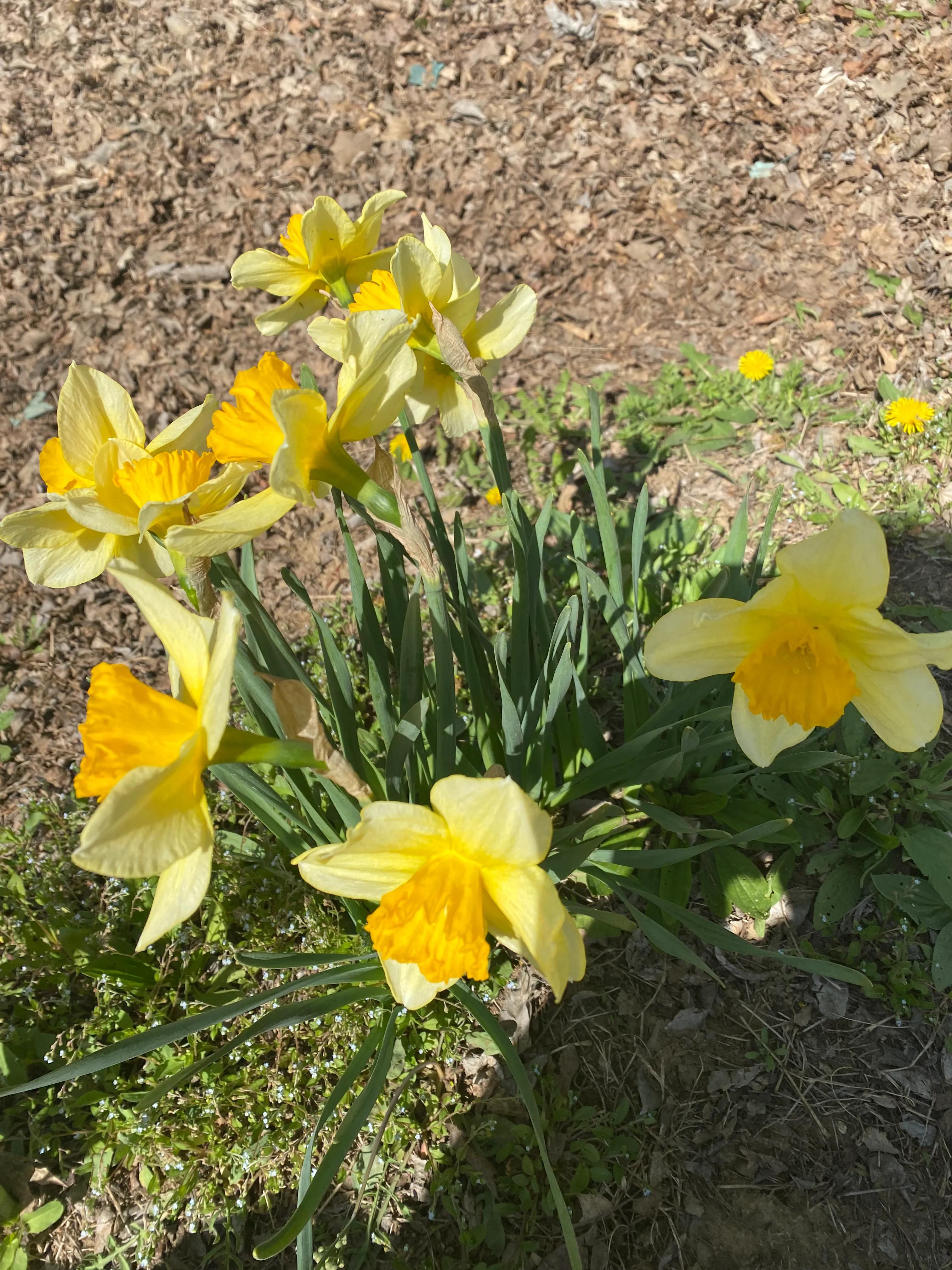 北京鲜花港郁金香节,顺义鲜花港郁金香盛开