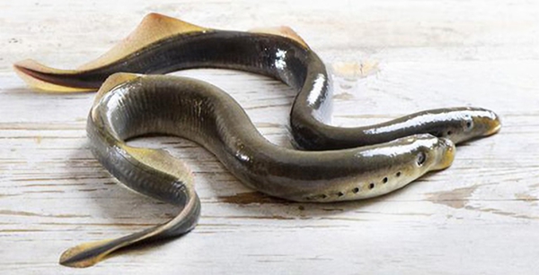 黑龙江鱼类大全名称,黑龙江十大出名鱼排名