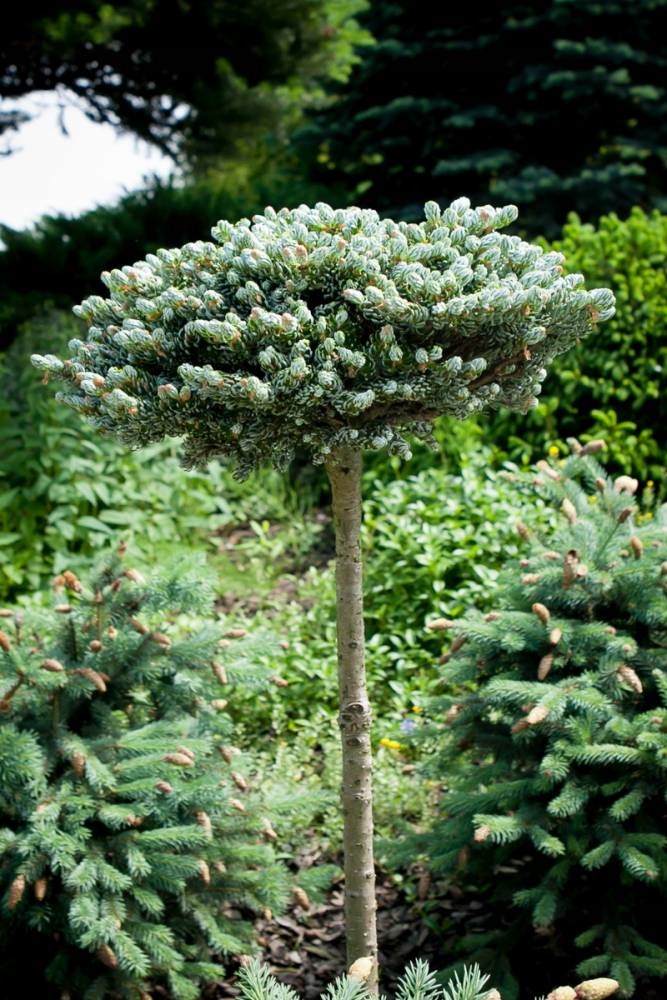 朝鲜冷杉,冷杉园艺