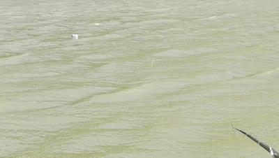 2020万峰湖野钓大罗非,万峰湖陇纳村野钓大罗非