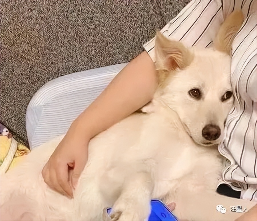萌汪躺爸妈怀中被冷落，委屈“盖手机”刷存在感：理偶一下嘛