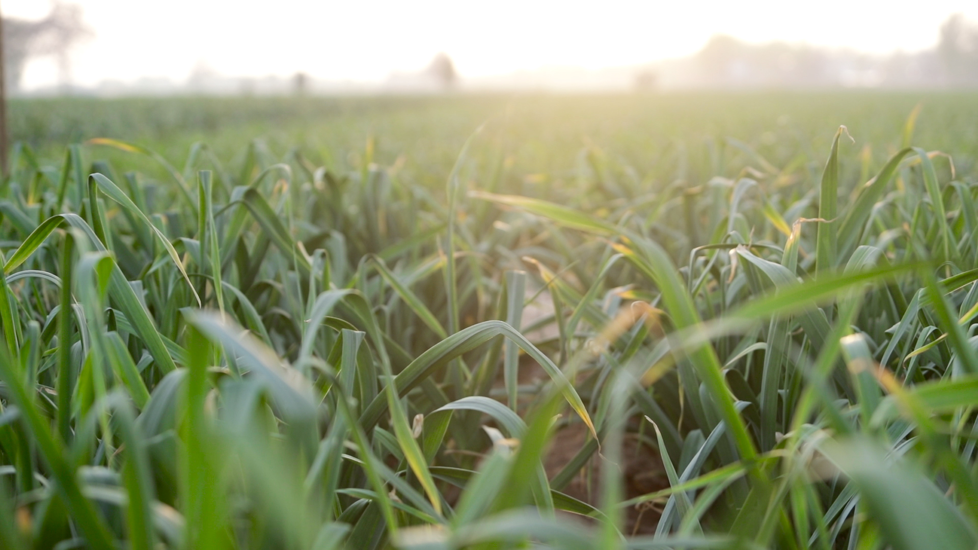 大蒜幼苗叶发黄是怎么回事,大蒜叶片发黄干枯农户如何解决