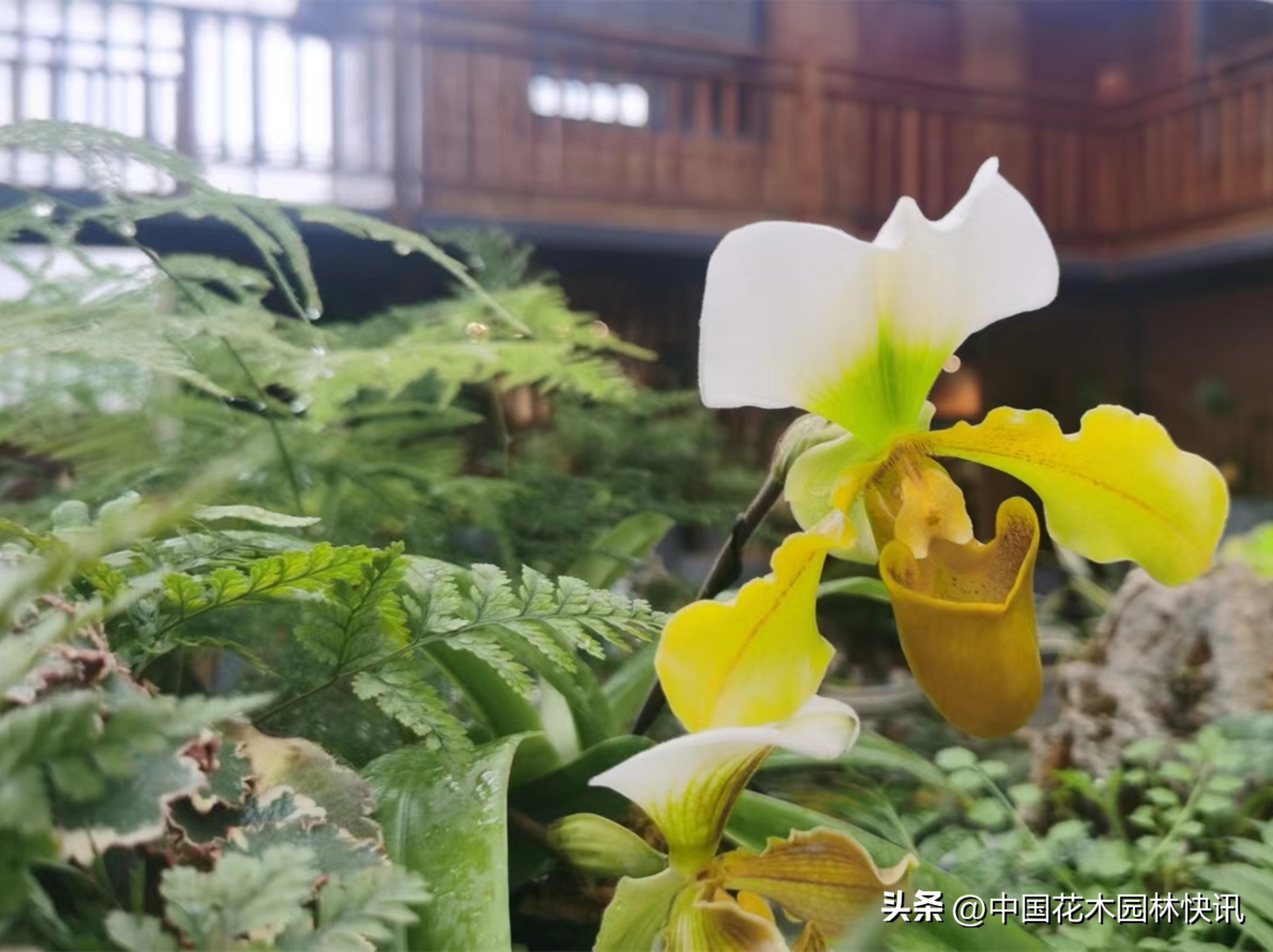 贵阳兰花展日期,11届中国兰花贵阳博览会