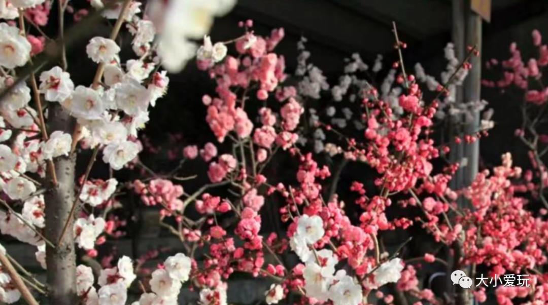 超级美的樱花美景全景,浪漫樱花海美景图