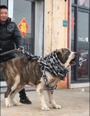 哪些狗狗在禁养名单上,狗狗限养规定