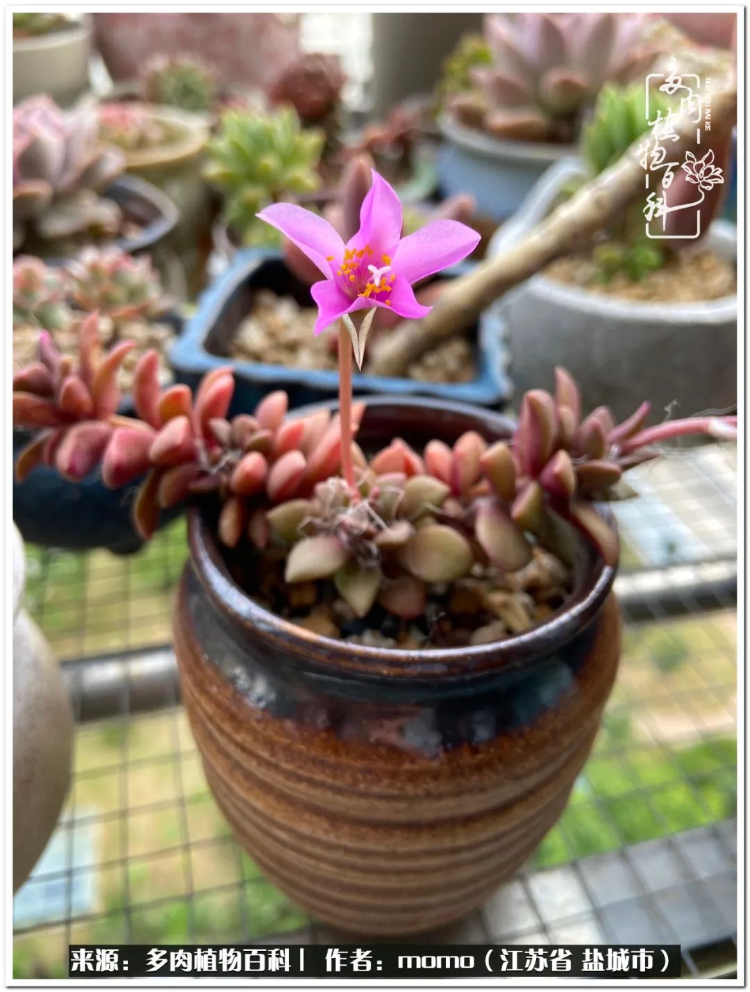 露养一个月的多肉图片,露养多肉春天外面过夜么