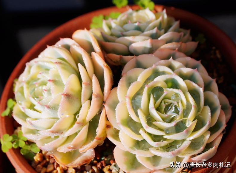 天天逛直播间买多肉，你搞清楚了伪群、散群和整桩有什么区别吗？