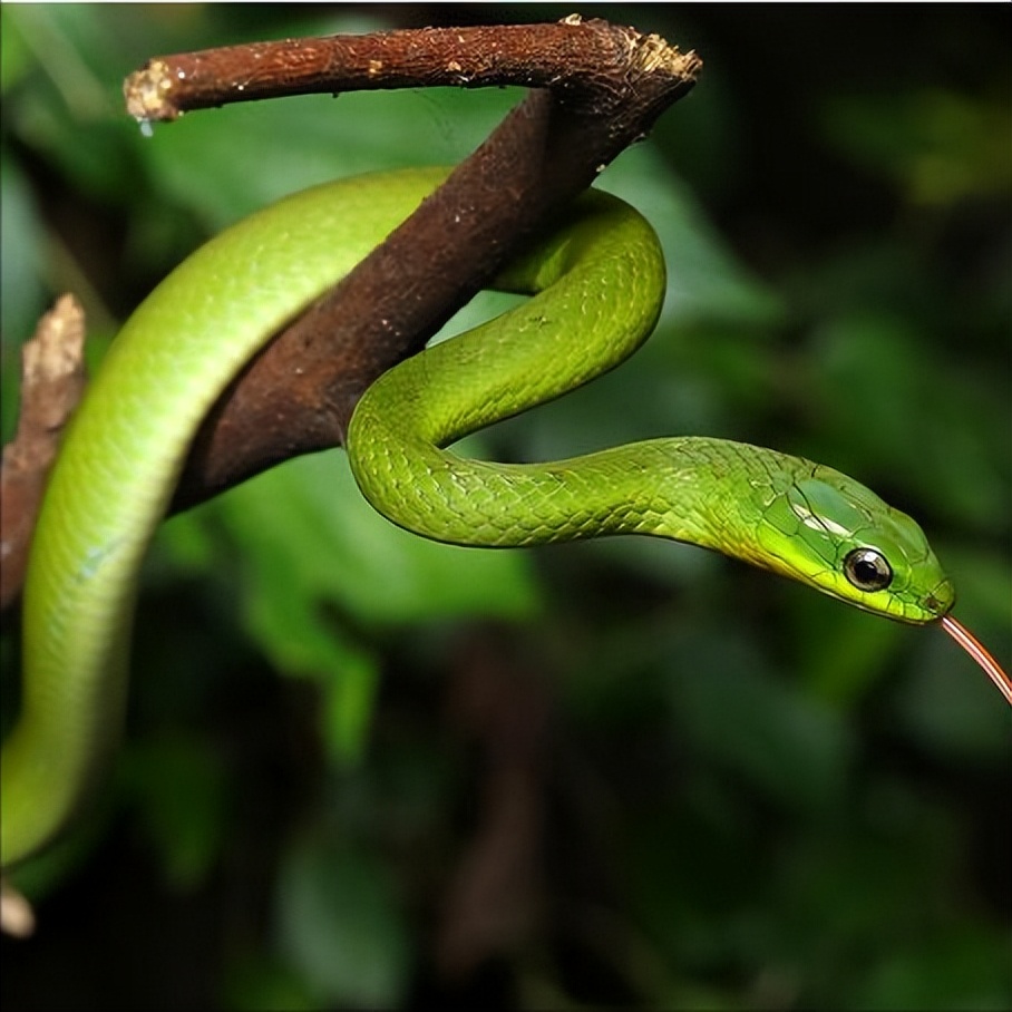 挑战一千条蛇,挑战100条蛇