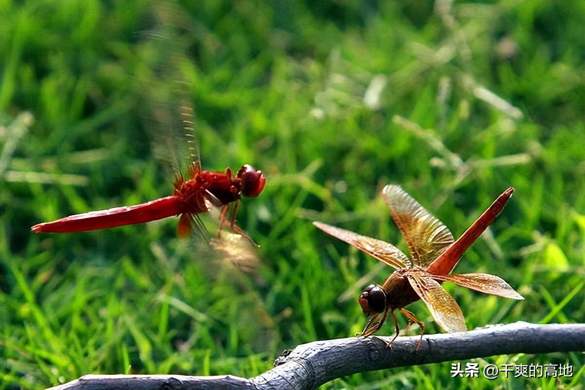 红蜻蜓散文朗诵,金波散文红蜻蜓读后感