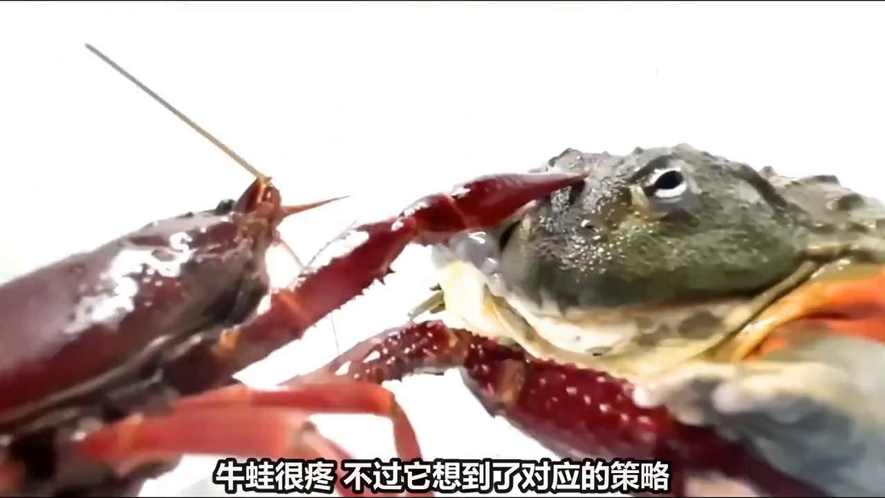 牛蛙把舌头烫破,牛蛙被钳子夹嘴