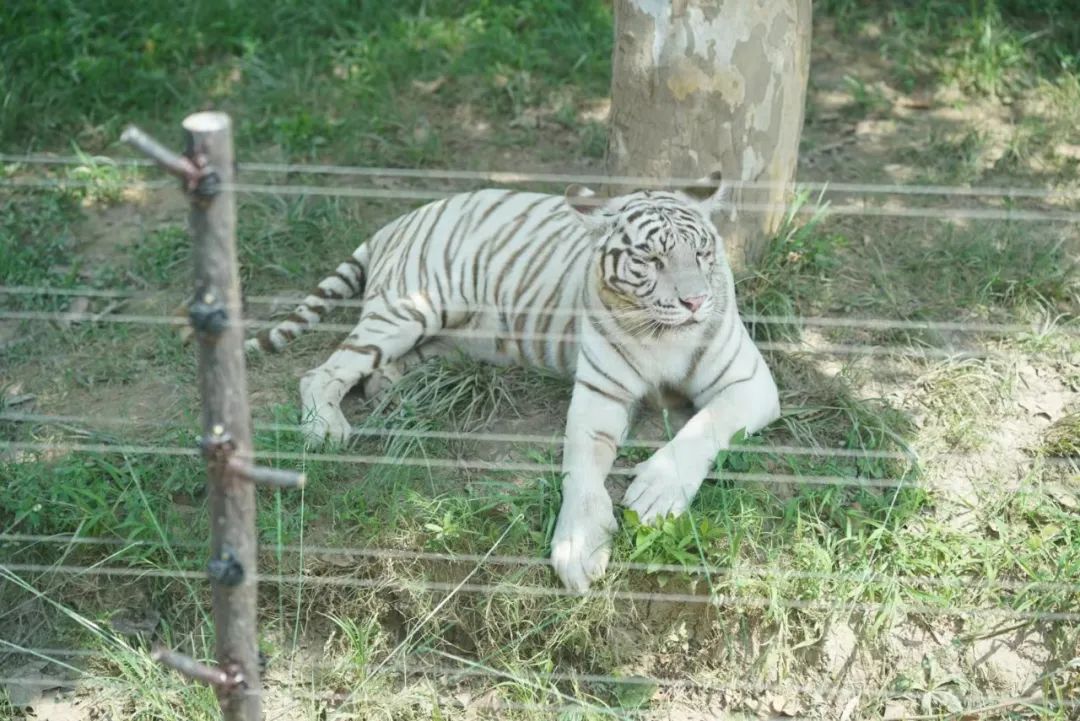 一月份去上海野生动物园和海洋馆,十一带大家去上海野生动物园玩