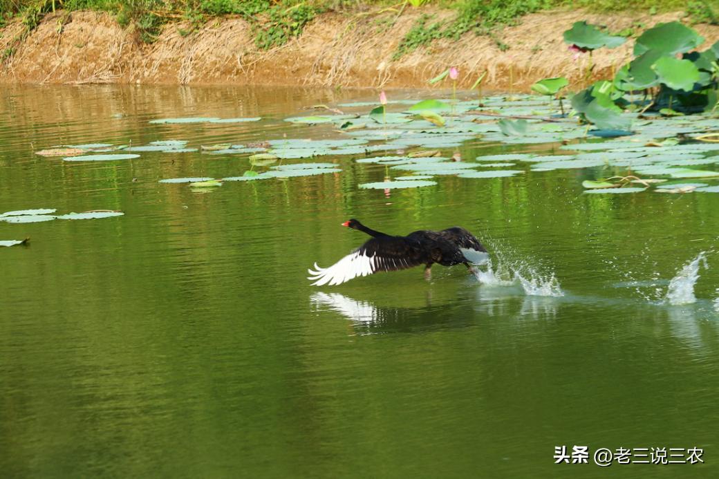 养几只黑天鹅,养十只黑天鹅一年能赚多少钱