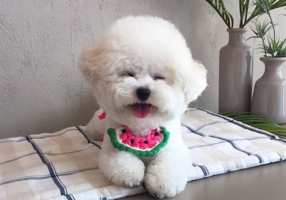 狗界三大颜值天花板,狗狗中颜值最高的是哪一种狗