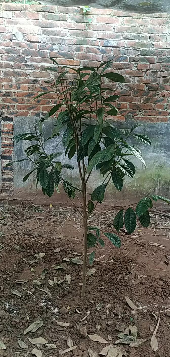 种金花茶的技术和方法,金花茶树苗怎么种植