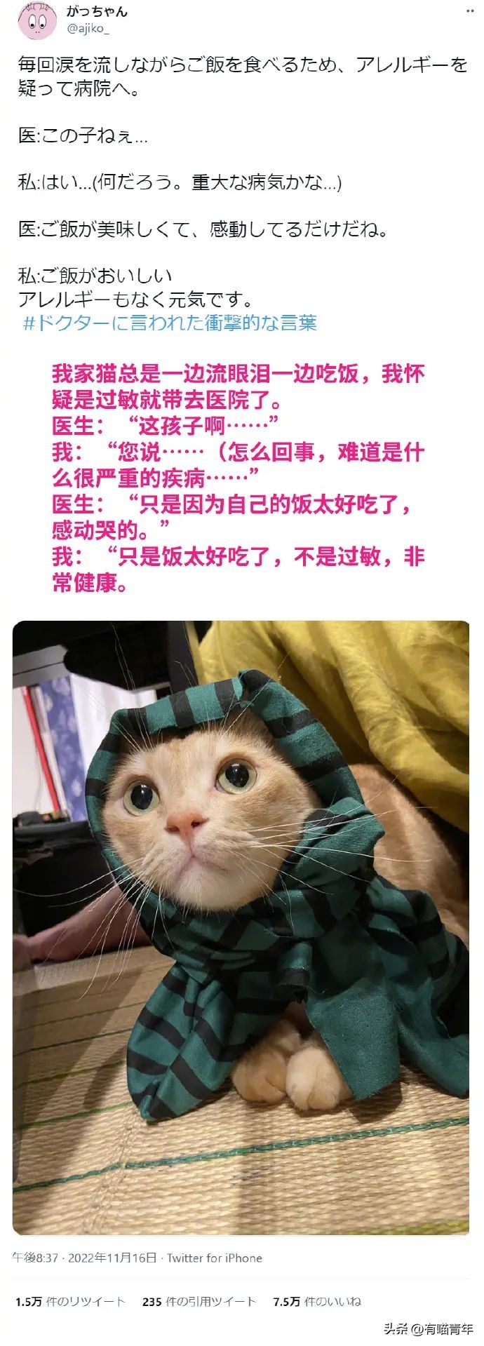 猫拉粑粑拉不出来不吃东西,猫老是叫还到处拉尿怎么办