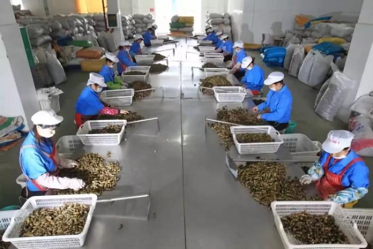 恶魔果实槟榔,恶魔果实为什么只能吃一个