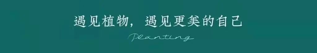 薰衣草，永不褪色的真爱，永不落幕的浪漫｜No.00162