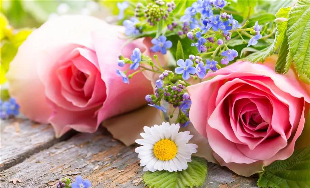 玫瑰花ins高级质感背景图,玫瑰花背景图高清图