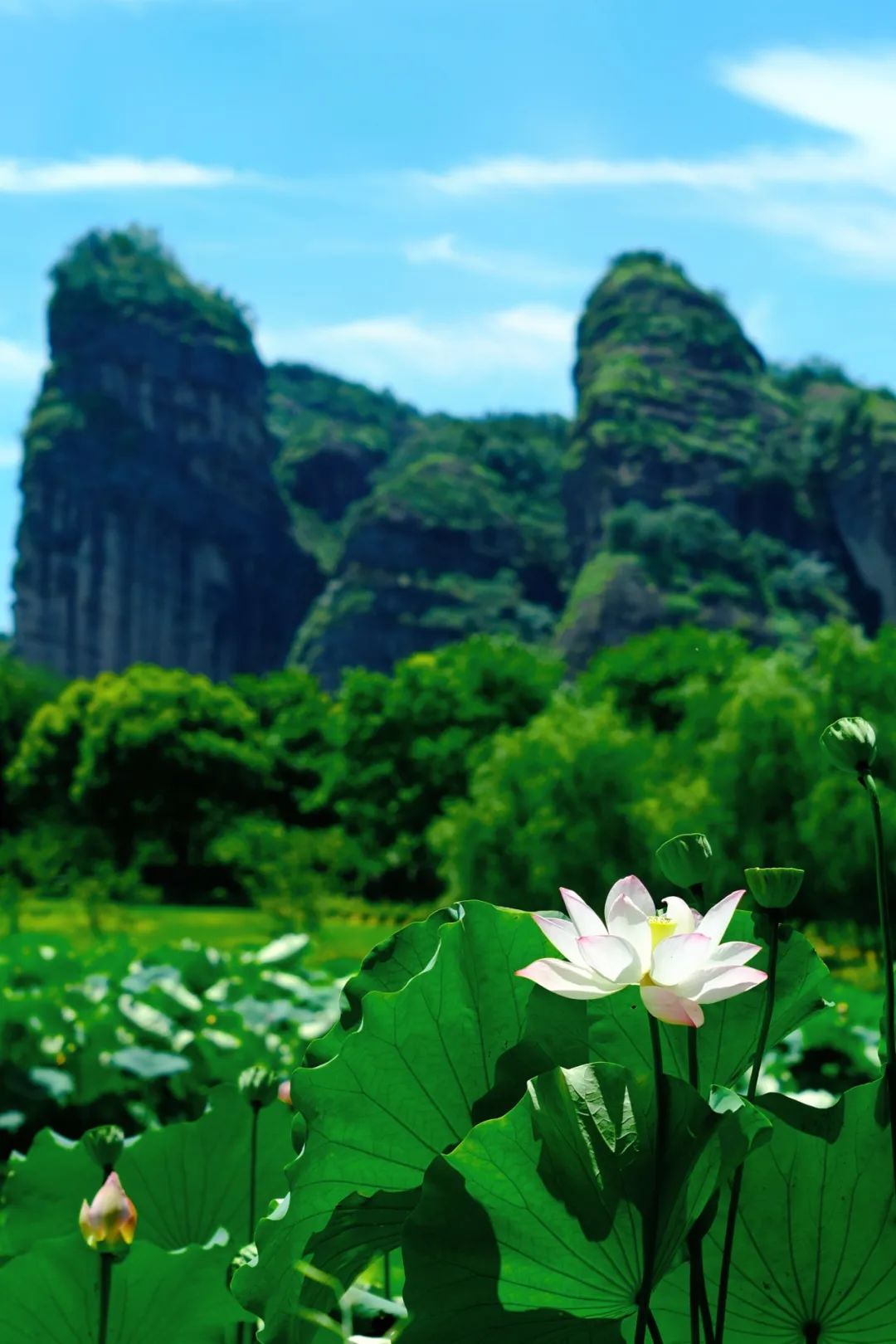 小暑已至！夏日顶流登场，一池荷风，满院莲香，惊艳了整个夏天！