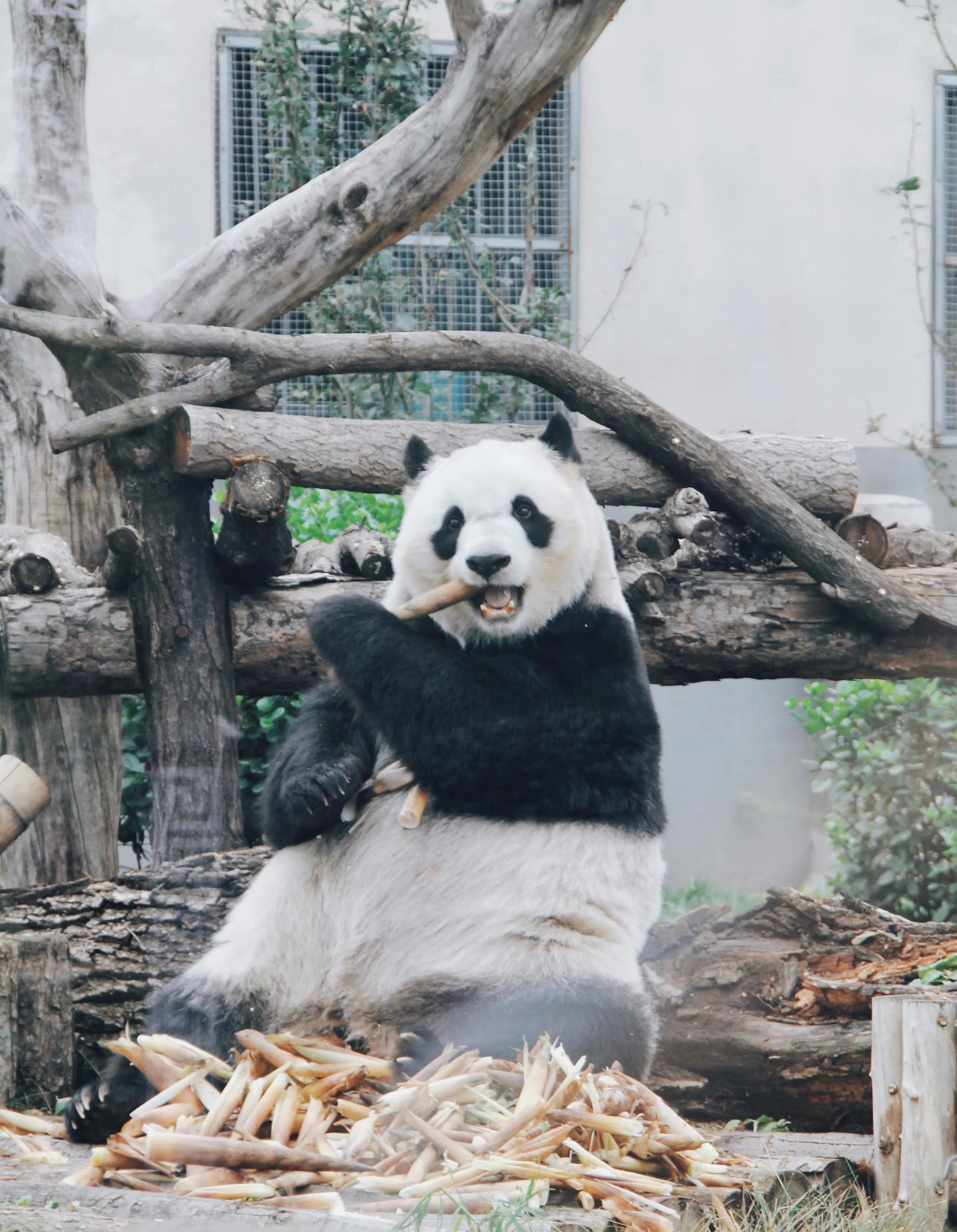 熊猫天团官宣成员,熊猫天团最新照片