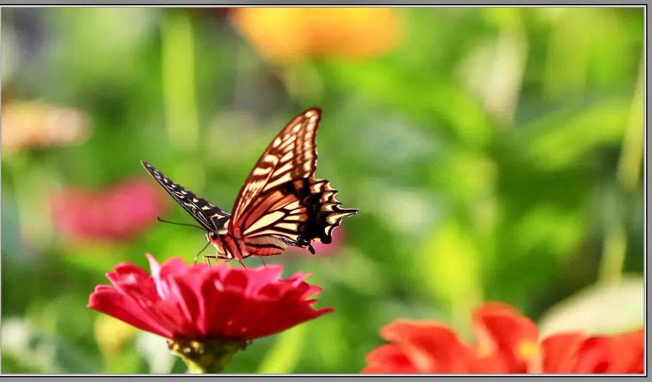 七律春日遣兴诗,七律春日寻春诗词