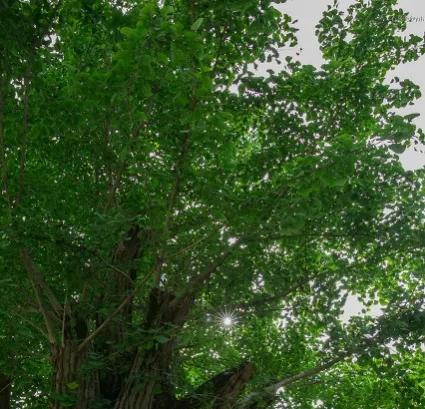 圣人之道为而不争的读音,圣人之道为而不争