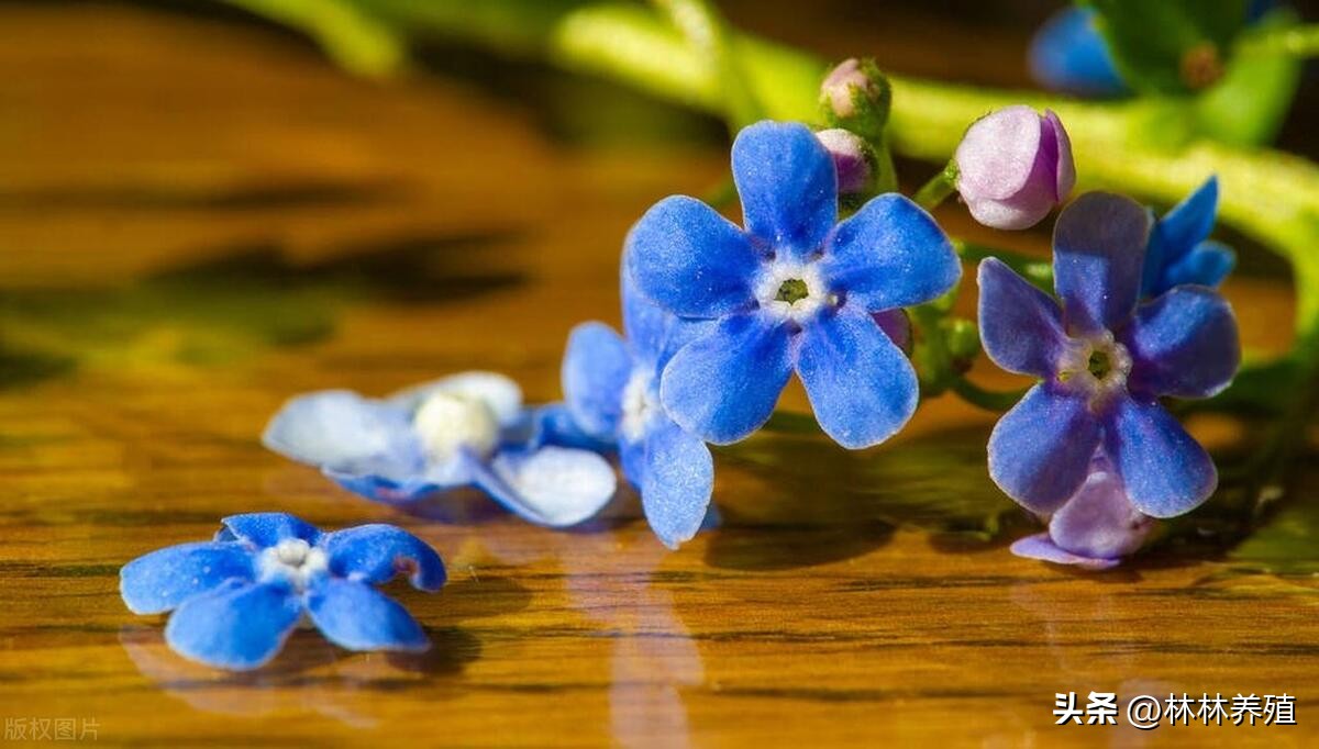 几种常见的花卉养殖方法,各种花卉的养殖方法和管理