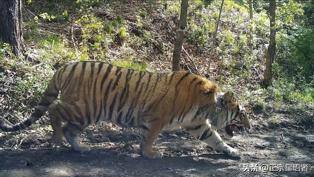 全球老虎数量增加,全球虎还剩多少