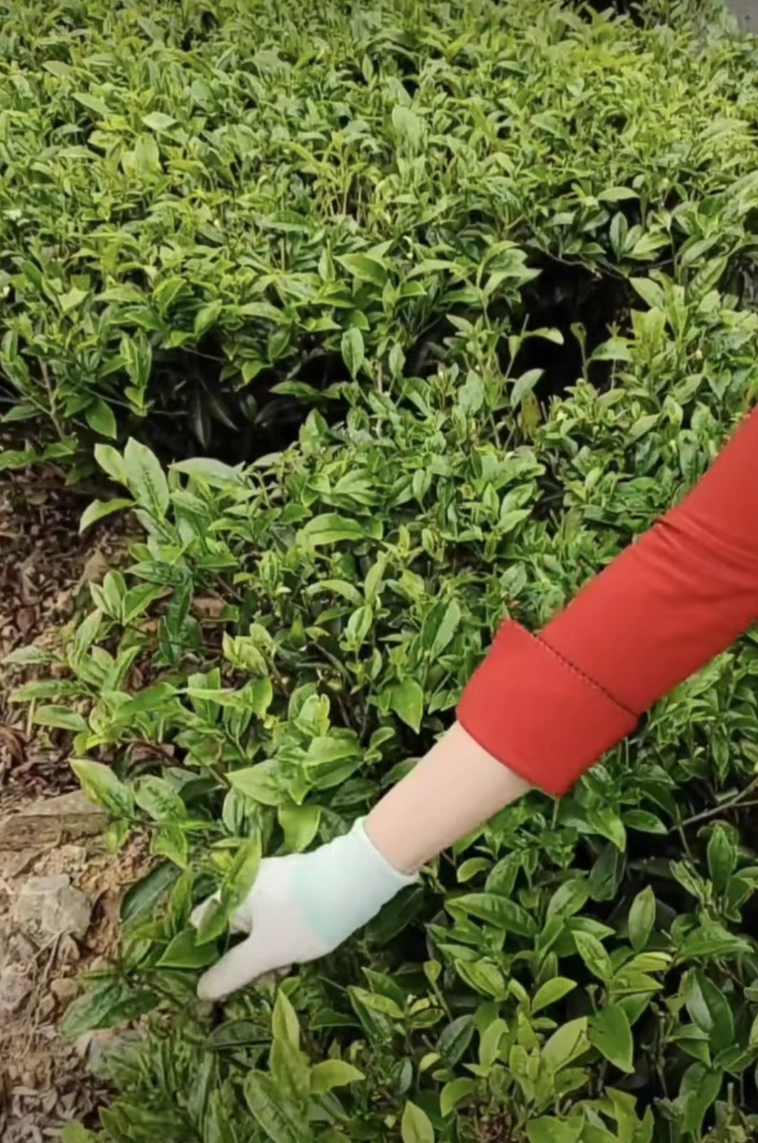 制茶过程全解,手工制茶全过程手把手教你