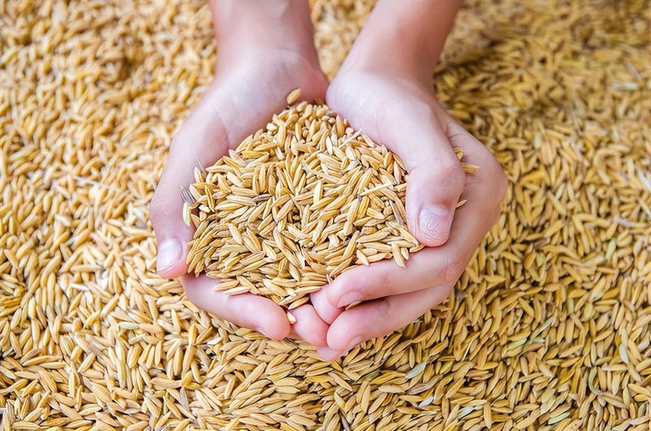 今年315曝光的假泰国香米是真的吗,销售假冒泰国香米怎么处理