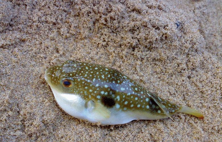 买到假茅台赔了30万,拼夕夕买到名酒假货十倍赔偿