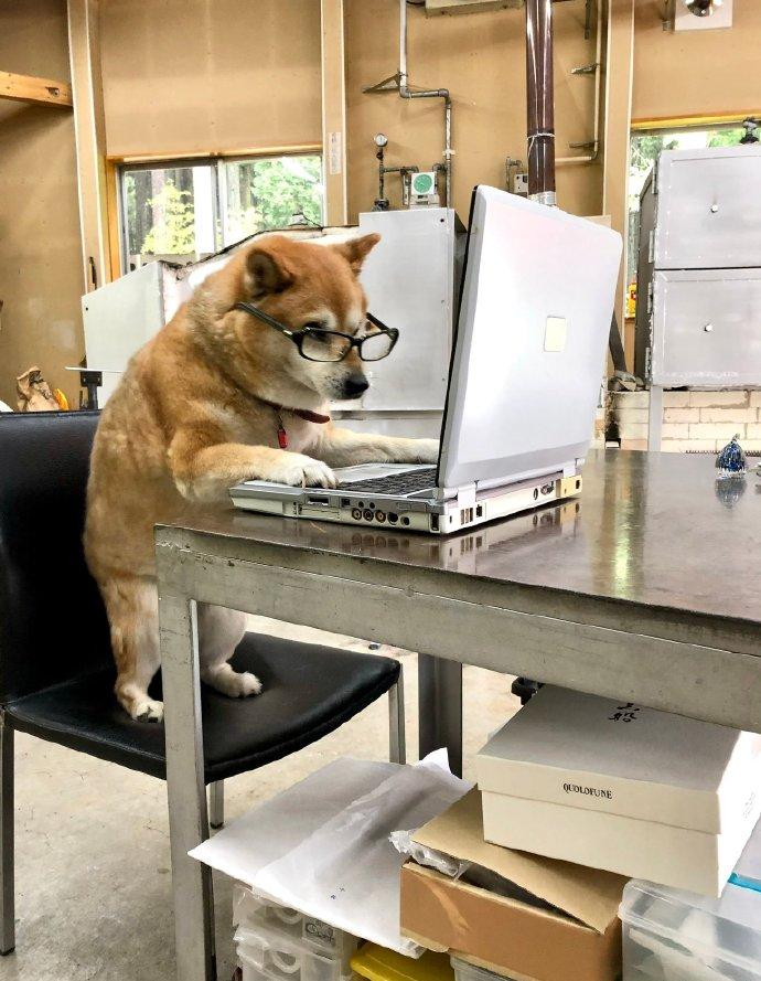 派出所警犬擦手,警犬被拿去擦手