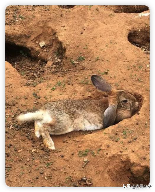 一只蓝色兔子是什么品种,一只蓝兔子