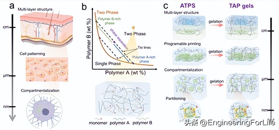 《Nat.Commun.》：高性能异质双水相凝胶！一步制备！