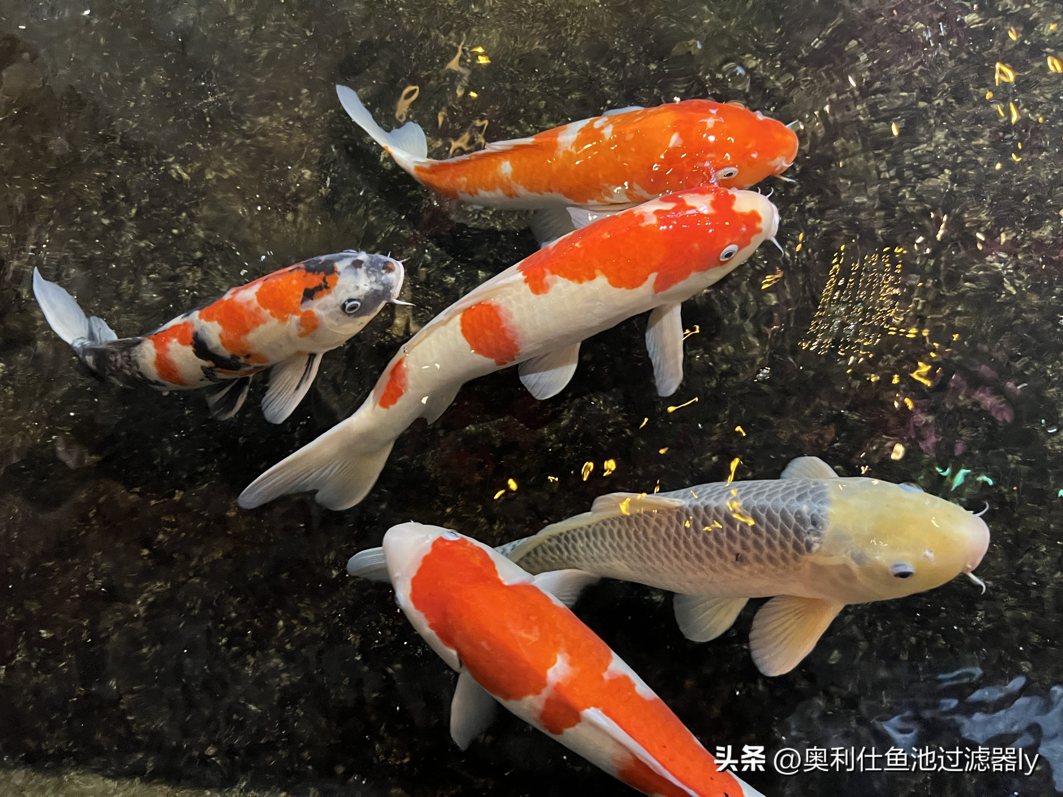 锦鲤鱼缸不喂食可以多久不换水,锦鲤入池三天喂食换水正常吗