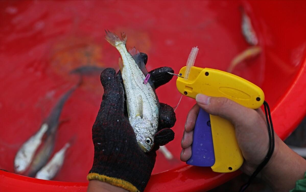 每年放流大黄鱼,现在野生的大黄鱼是以前放流的吗