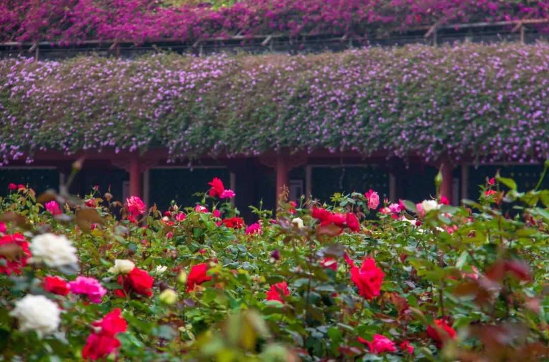 盛夏赴一场荷香之约,与夏天来场清凉的约会