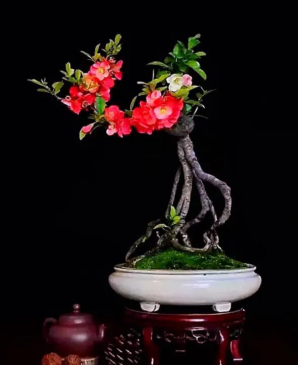 贴梗海棠海棠花品种大全,贴梗海棠的花型