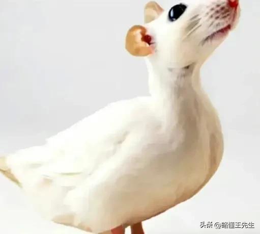 成语高手十大排行榜,中国十大国粹的成语